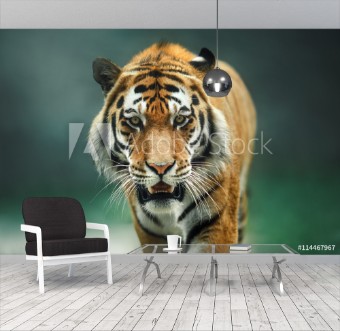 Picture of Wild animal Tiger portrait